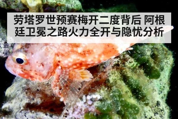 劳塔罗世预赛梅开二度背后 阿根廷卫冕之路火力全开与隐忧分析